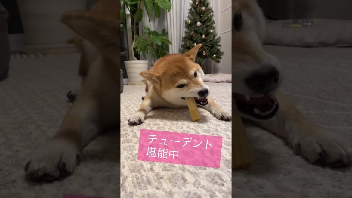【柴犬さく】チューデント堪能中 #shorts #柴犬 #shibainu #狗 #いぬ #おやつ #チューデント
