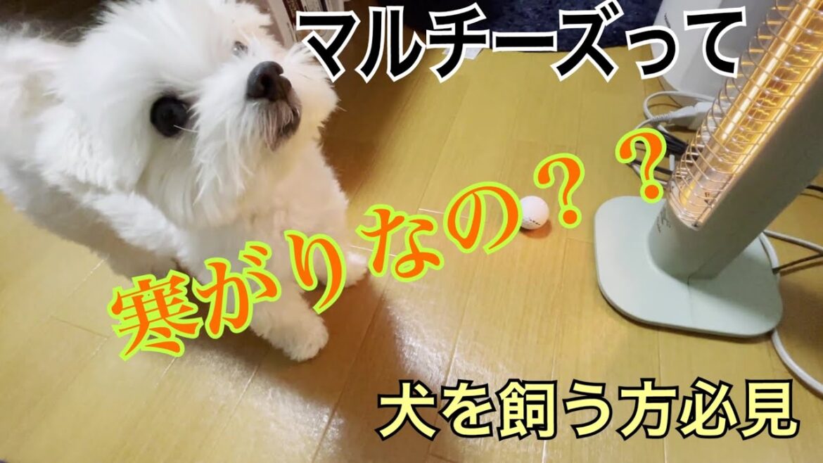 マルチーズって寒がり??これから犬を飼う方必見です。【マルチーズ】 マルチーズって寒がり??これから犬を飼う方必見です。【マルチーズ】