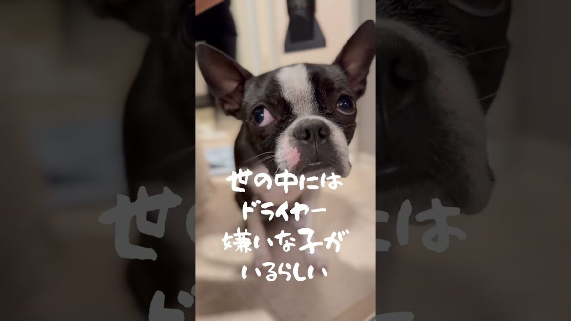 【#ボストンテリア】ボク冬のドライヤー大好き#shorts