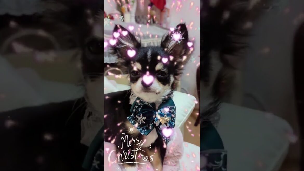 【素敵なクリスマス】超極小犬ロングコートチワワ　ナナ