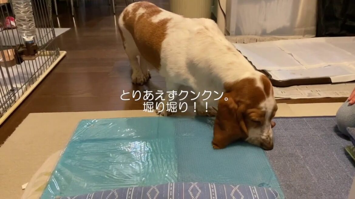 バセットハウンドのMAX君 Vo.3