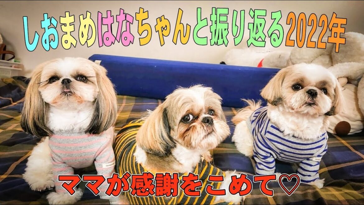 【シーズー】2022年振り返って♡しおまめはなちゃんとお友達に感謝を伝えよう♡お友達の輪♡を広げよう♪♪#ありがとう#幸せな時間#お友達は宝物 【シーズー】2022年振り返って♡しおまめはなちゃんとお友達に感謝を伝えよう♡お友達の輪♡を広げよう♪♪#ありがとう#幸せな時間#お友達は宝物