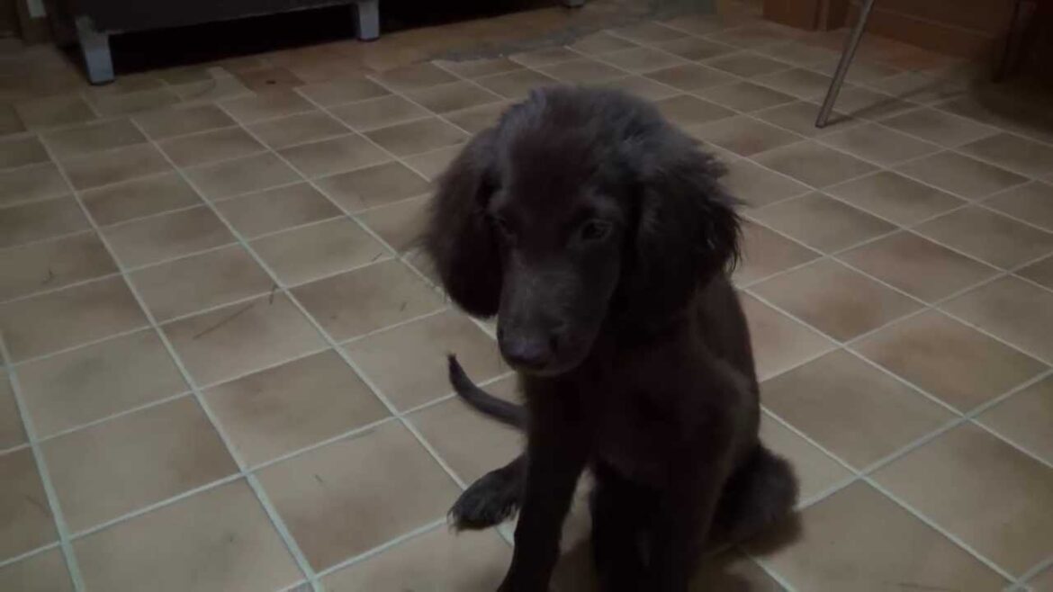 超小ぶりなフラットコーテッドレトリバーの子犬