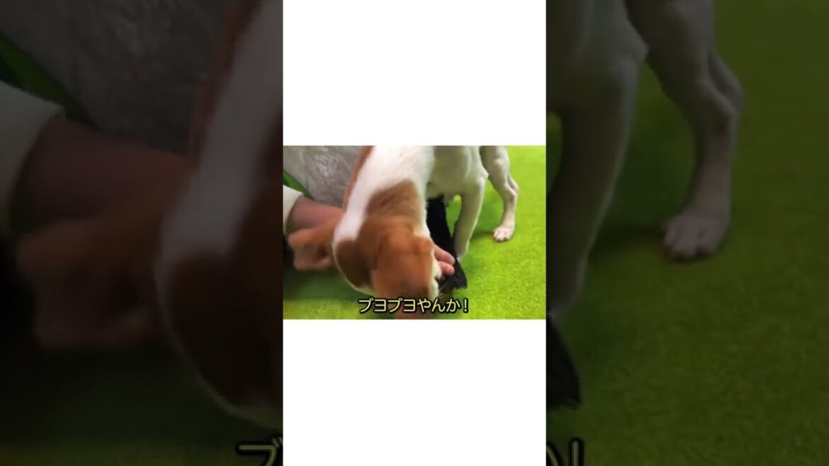 お嬢さんの大事なぬいぐるみ［しゃべる犬 ジャックラッセルテリア］#shorts
