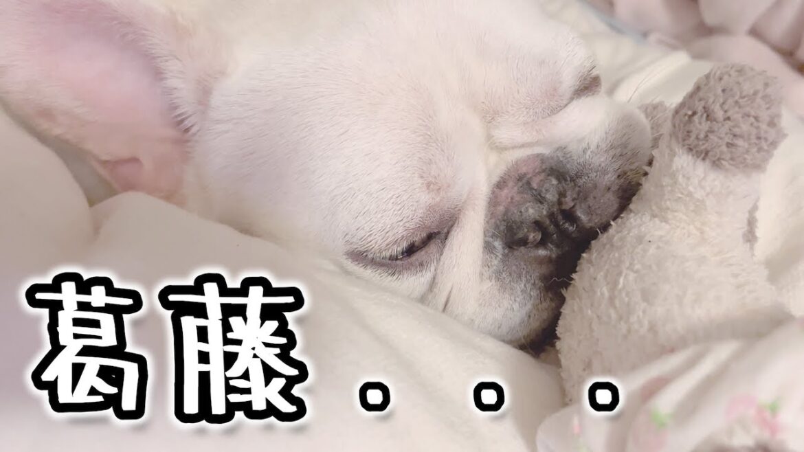 昼下がりの葛藤...【フレンチブルドッグ frenchbulldog】