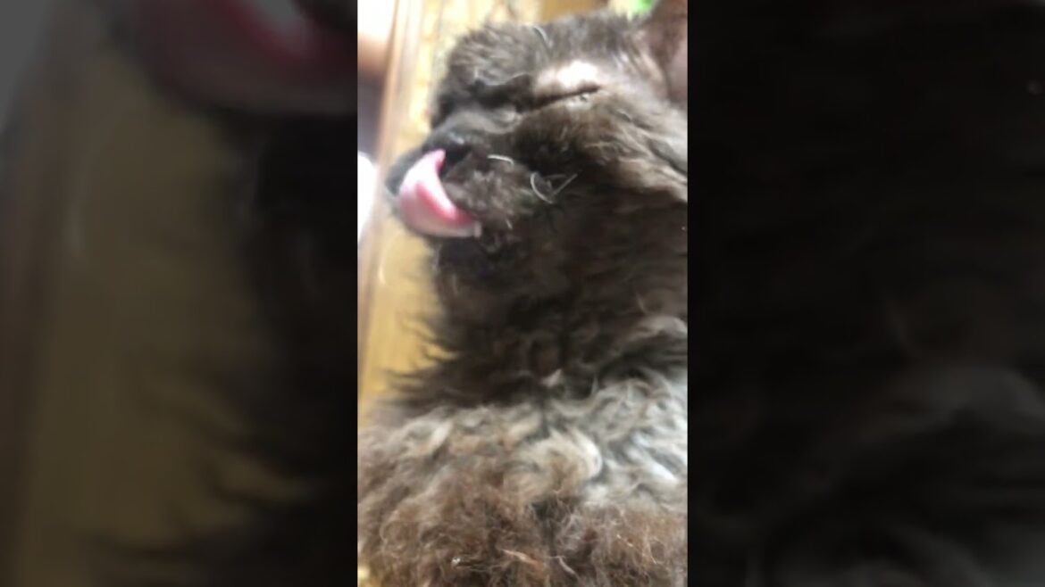 セルカークレックスのシュワン　shuan, the Selkirk Rex