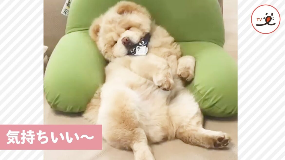 気持ち良さそうにくつろぐチャウチャウさん♨️ あまりの快適さに思わず…☺️💛【PECO TV】