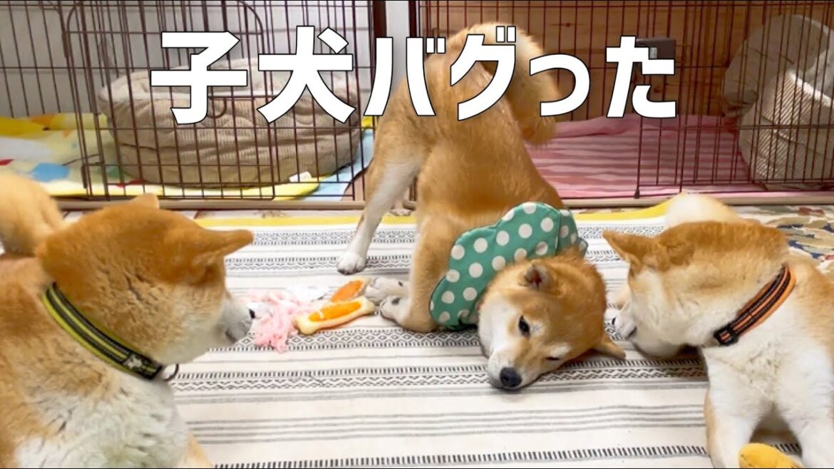 子犬(巨)がバグったのでしばらくお待ちください 子犬(巨)がバグったのでしばらくお待ちください