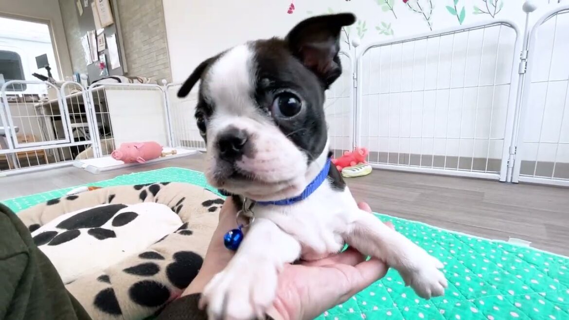 10/6生まれのボストンテリア男の子と姉妹💕