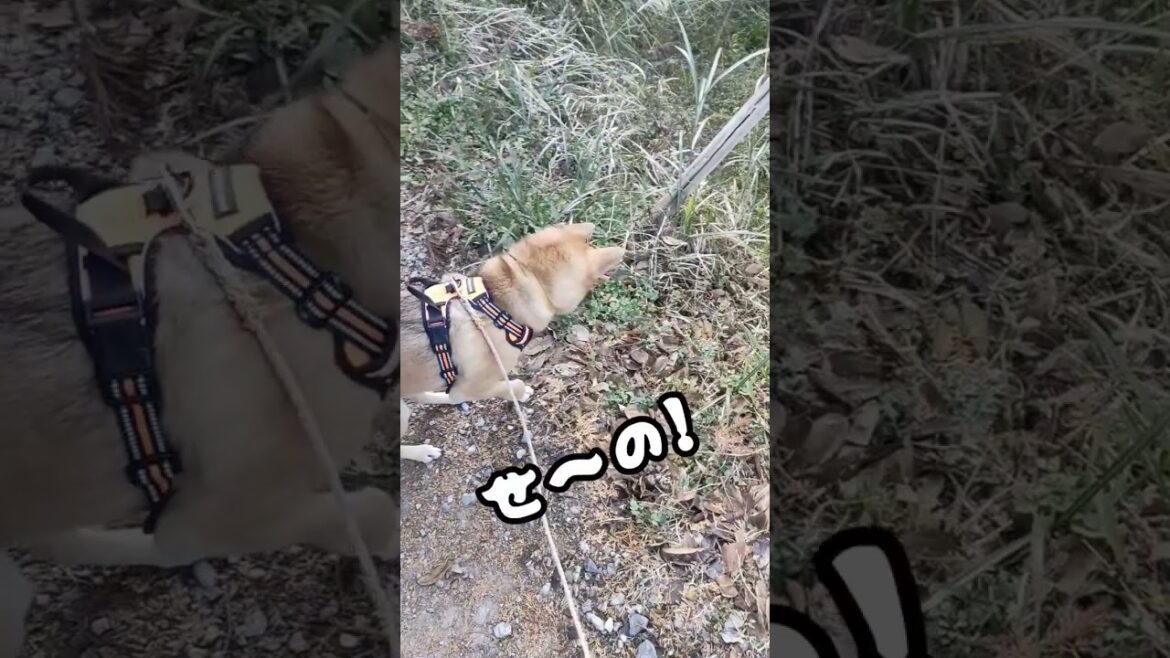 見てはいけないものを見つけて引くイヌ #shorts