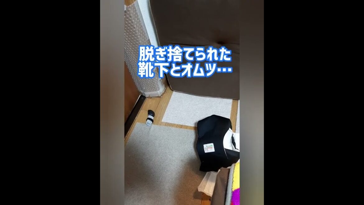 【脱ぎ捨てられた○○】17歳7か月トイプードルのお爺さん 17 years and 7 months old toy poodle grandfather　#トイプードル#犬徘徊#高齢犬#olddog