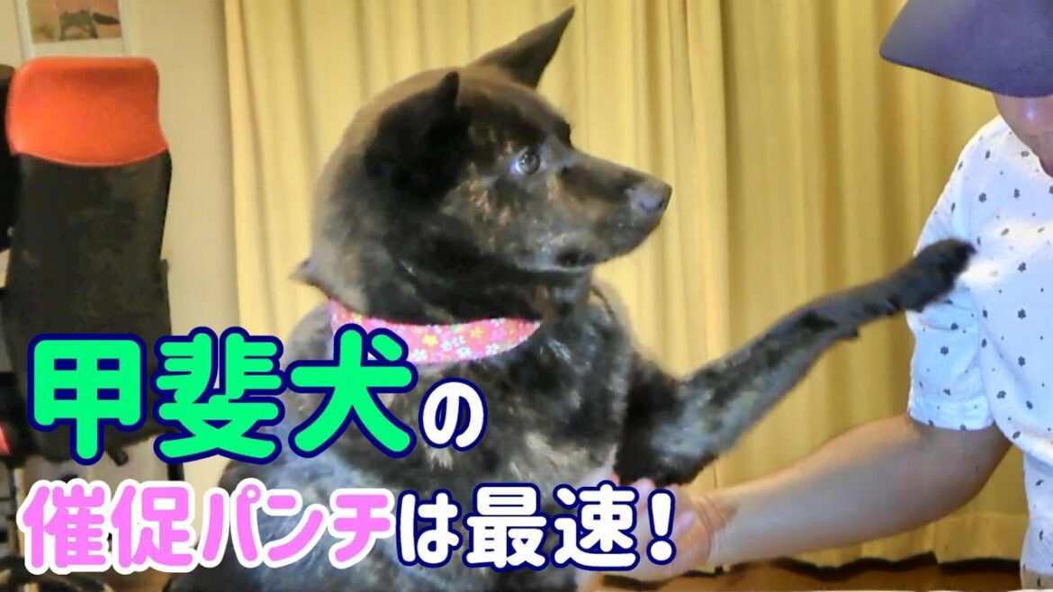 おやつが欲しくて、欲しいパンチ連発の甲斐犬-　甲斐犬いち