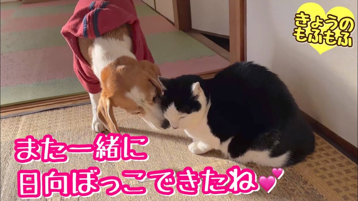 一緒に日向ぼっこできる幸せ🍀【ビーグルさつきとポメと猫とおにぎりくん】