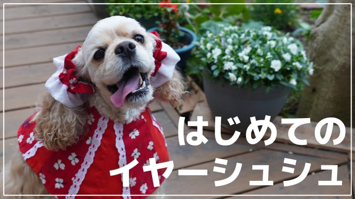 初めてのイヤーシュシュでニコニコなアメリカンコッカースパニエルかんた