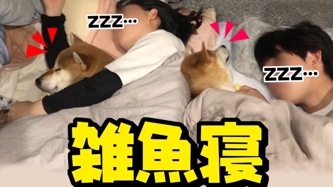 年末は兄妹と一緒に雑魚寝する柴犬がかわいい