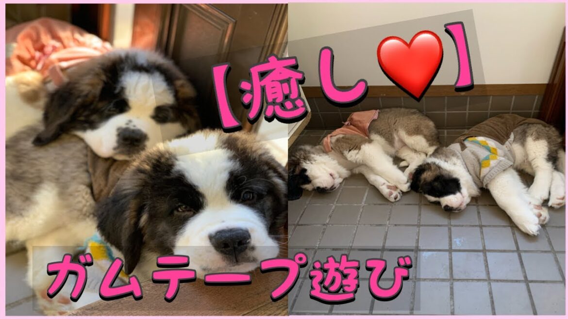 【セントバーナード】何でもおもちゃにして遊ぶ仲良し二人