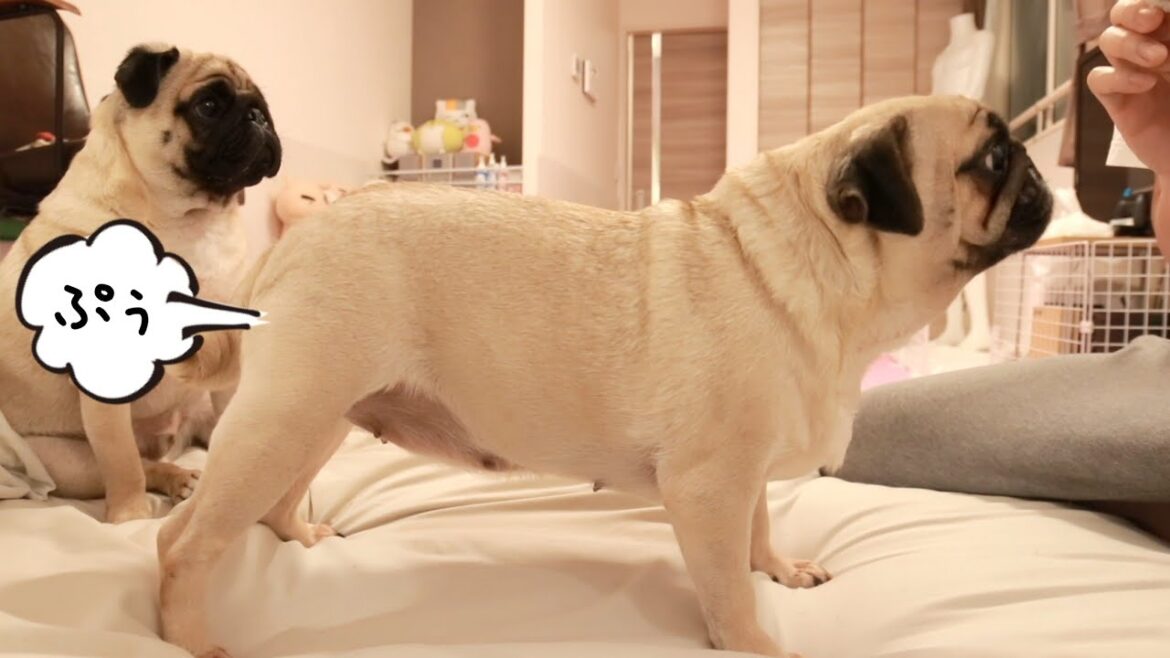 オナラしながら"お座り"を猛特訓する母パグと見守る息子