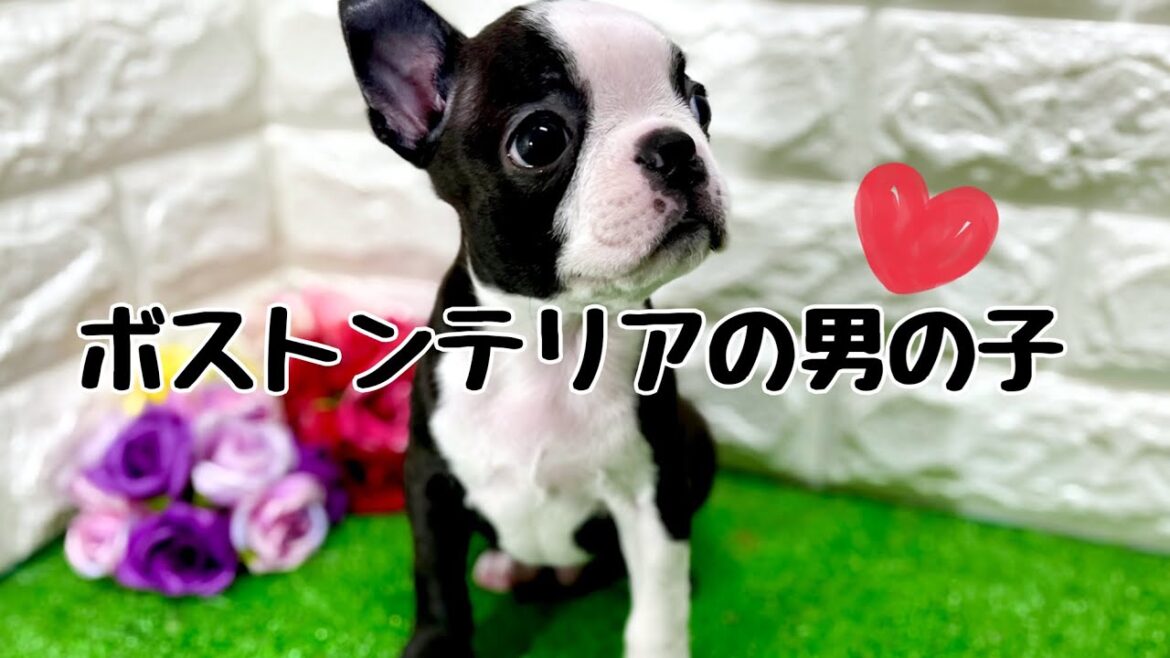 ボストンテリアの子犬　（和歌山）