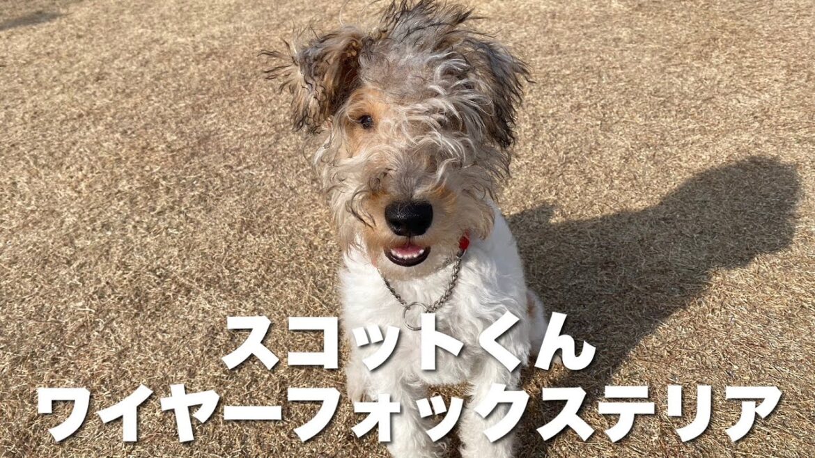ワイヤーフォックステリア　スコットくん　【wire fox terrier】