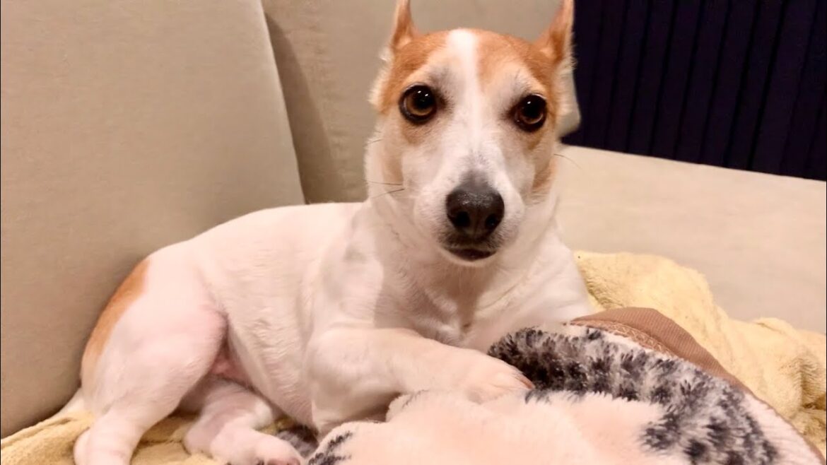 単身赴任のパパが倒れたので急いでパパのもとに向かいました　Mira Jack Russell Terrier