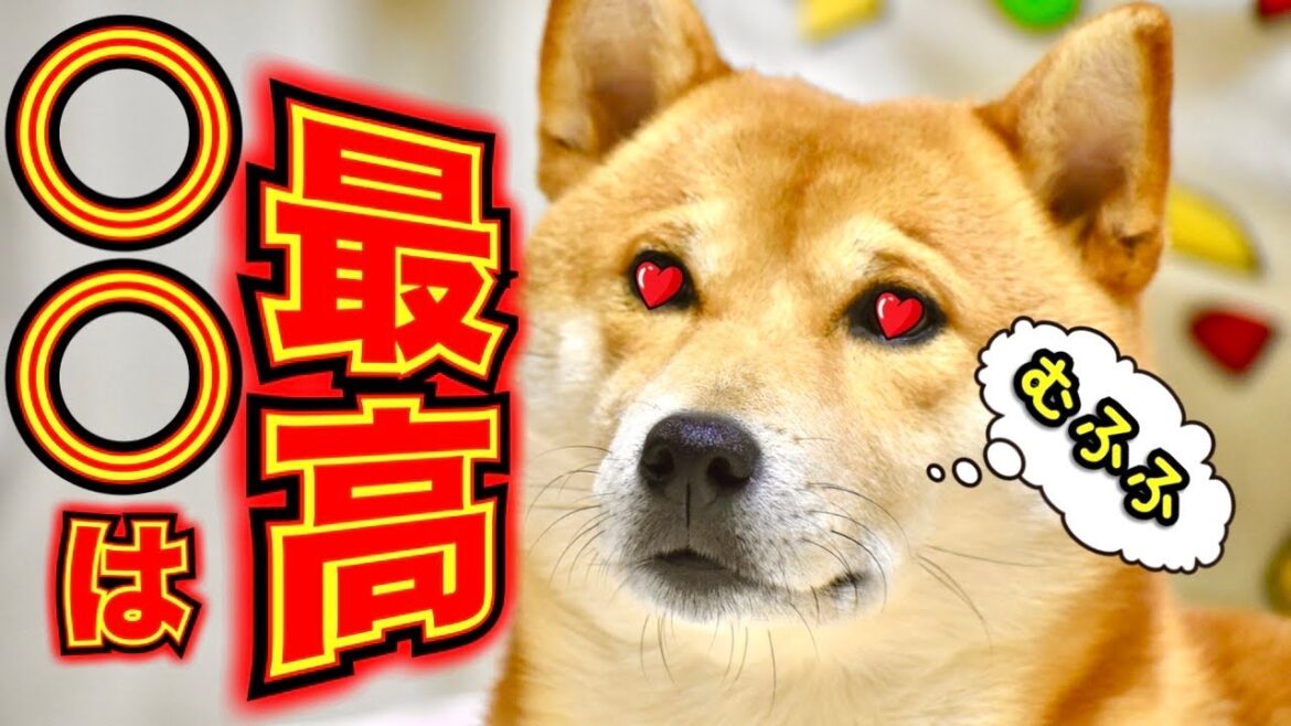 思い出を語る柴犬こむぎ【あるじのステップ】三浦半島ジブリ