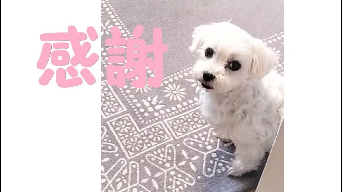 【幸せな年末】元保護犬マルチーズと50代主婦の暮らし