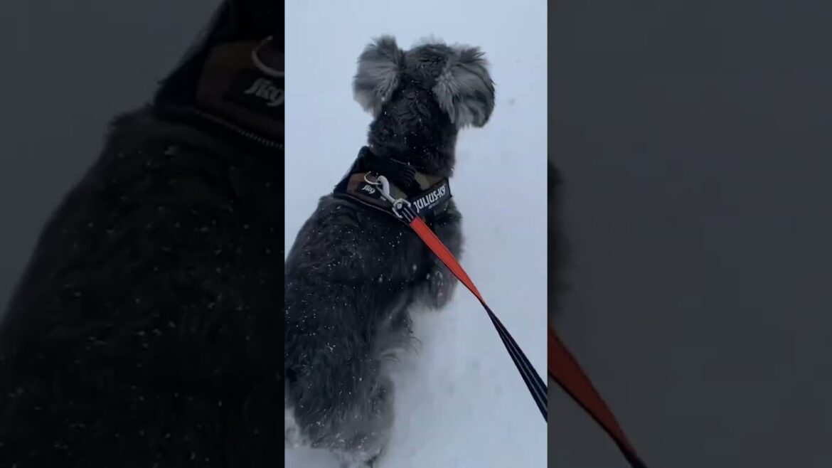 ☃️雪でおててがガッチガチ #shorts