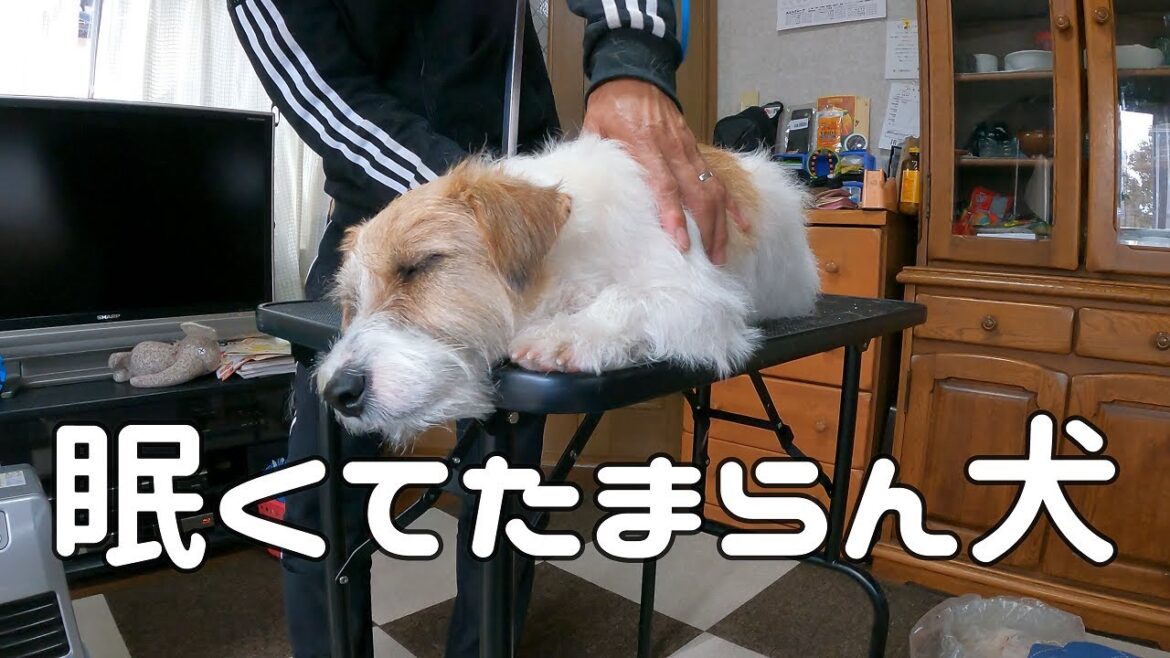 トリミングであまりに暇をもて余すジャックラッセルテリア