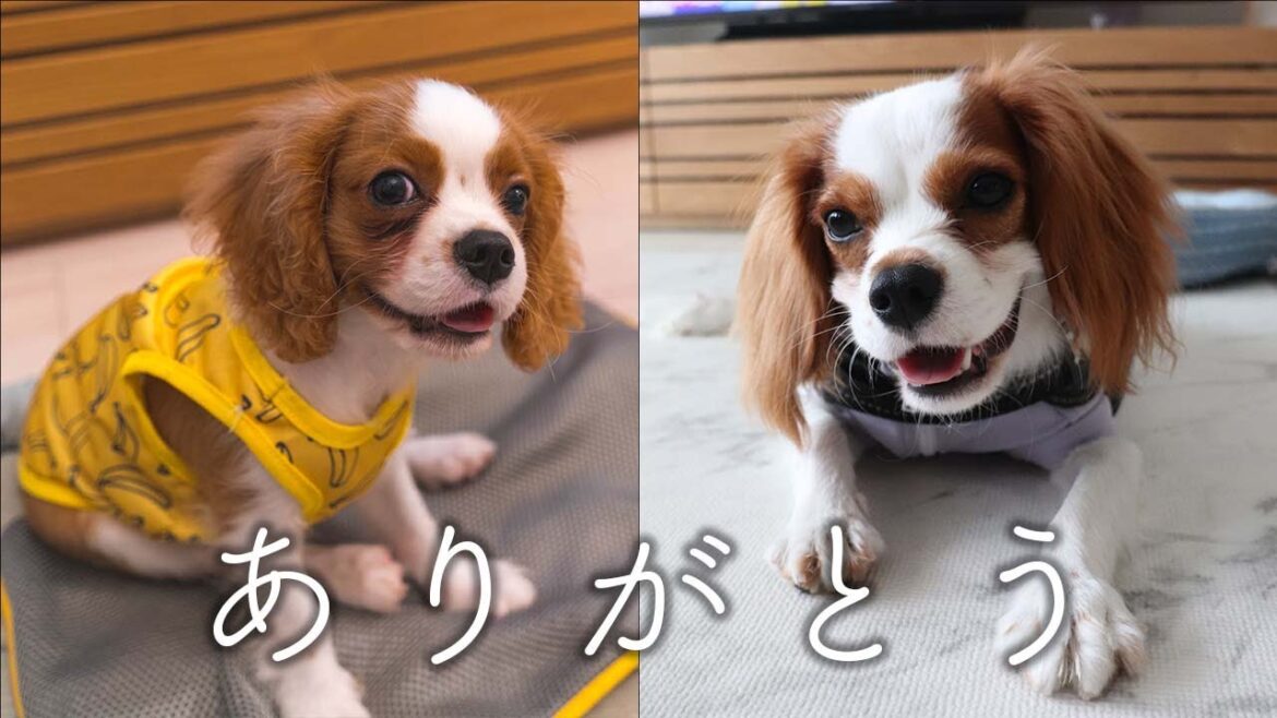 リノ、ノア今年もありがとう
