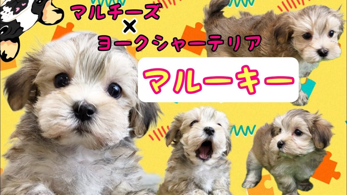 ミックス犬(マルチーズ×ヨークシャーテリア)マルーキー・子犬【鶴見元宮店】 ミックス犬(マルチーズ×ヨークシャーテリア)マルーキー・子犬【鶴見元宮店】