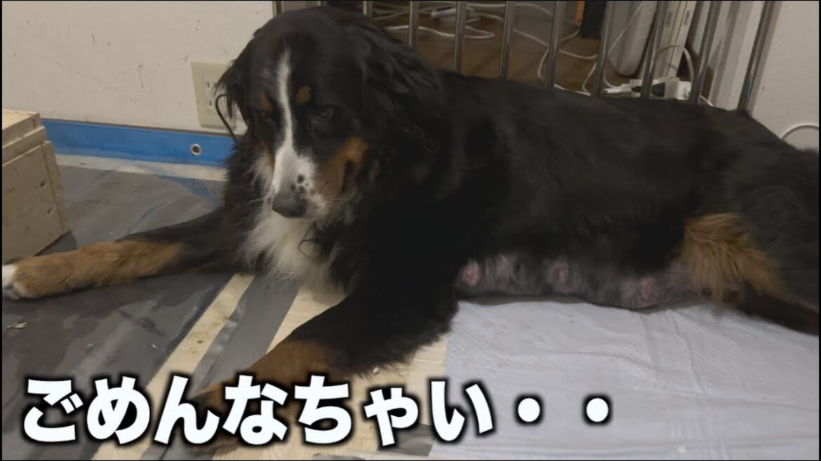 アンちゃんの悪戯が止まらない・・