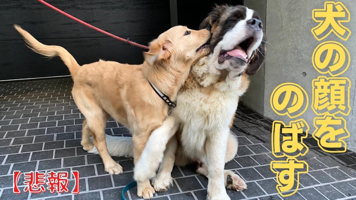【悲報】ゴールデンレトリバー子犬、親友のセントバーナードとワンプロ最中に事件が発生した件