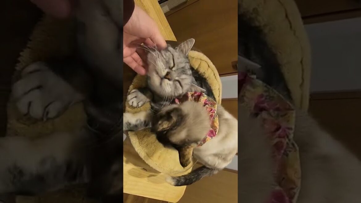アメリカショートヘアミックスの看板猫とシャム猫風の仲良し猫が受付で猫団子(保護猫カフェ森のねこ舎)淡路 アメリカショートヘアミックスの看板猫とシャム猫風の仲良し猫が受付で猫団子(保護猫カフェ森のねこ舎)淡路