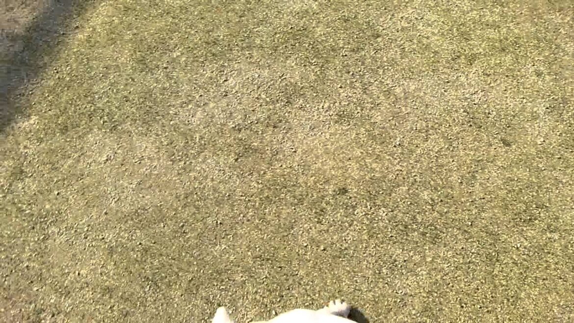 ボクサー犬の仔犬人気ホワイト
