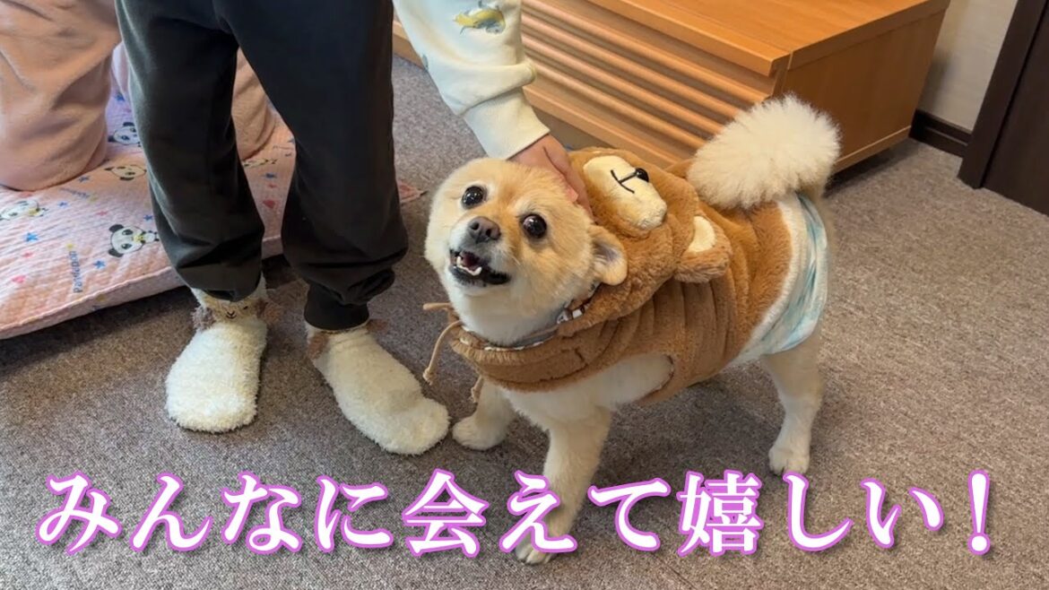 【帰省vlog】大好きな実家に帰省できて大興奮の愛犬が可愛い…笑