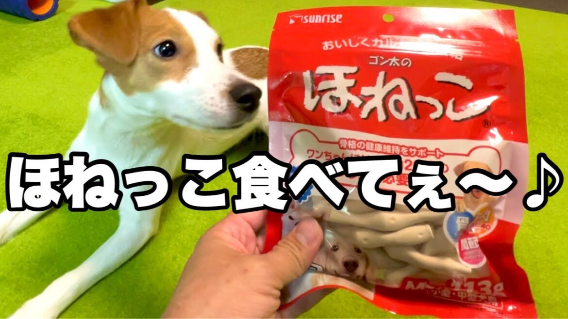 【健康】犬はカルシウムが人間の20倍必要！？［しゃべる犬 ジャックラッセルテリア］