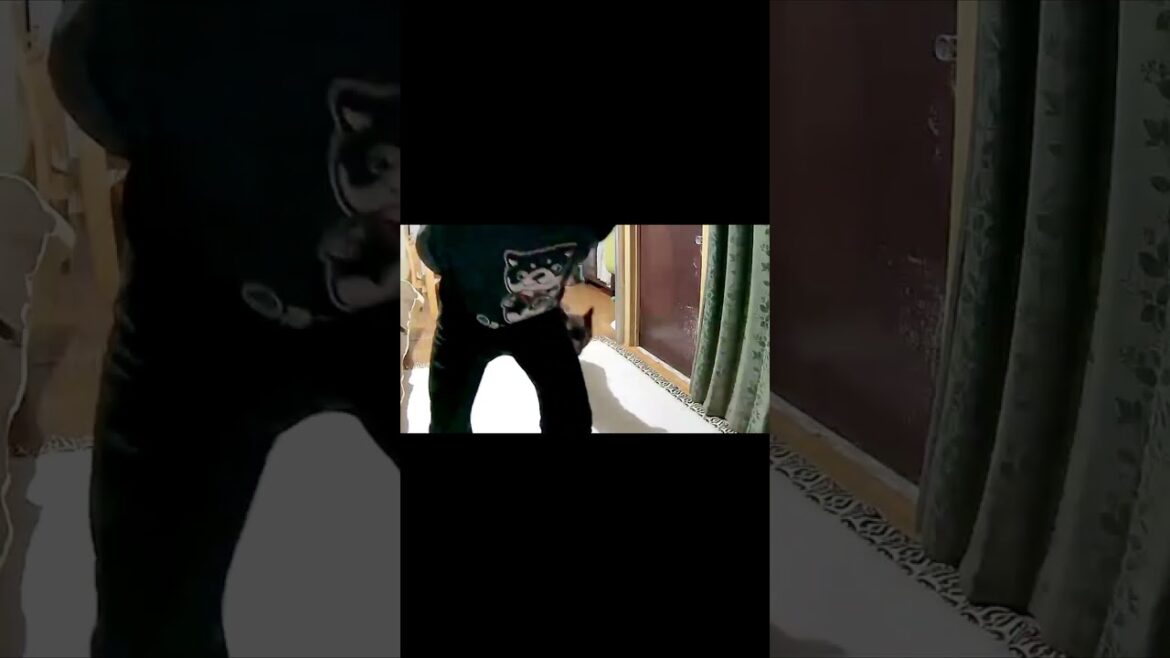 ツンデレがはっきりしすぎている甲斐犬 #shorts ツンデレがはっきりしすぎている甲斐犬 #shorts