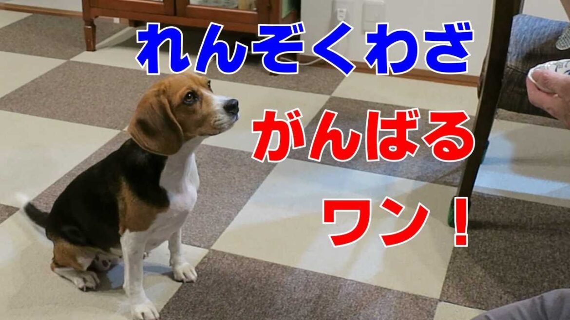 れんぞくわざ 【おてんばビーグルふくちゃん】その217