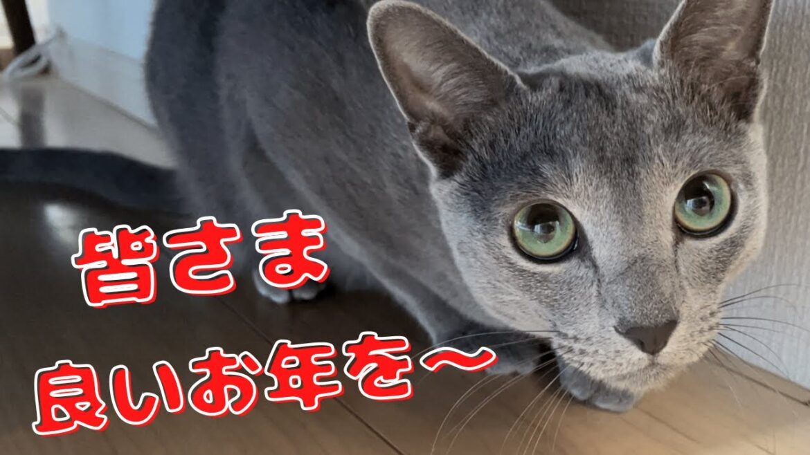 お手入れして新年を迎える準備バッチリのかわいい猫【ロシアンブルー】