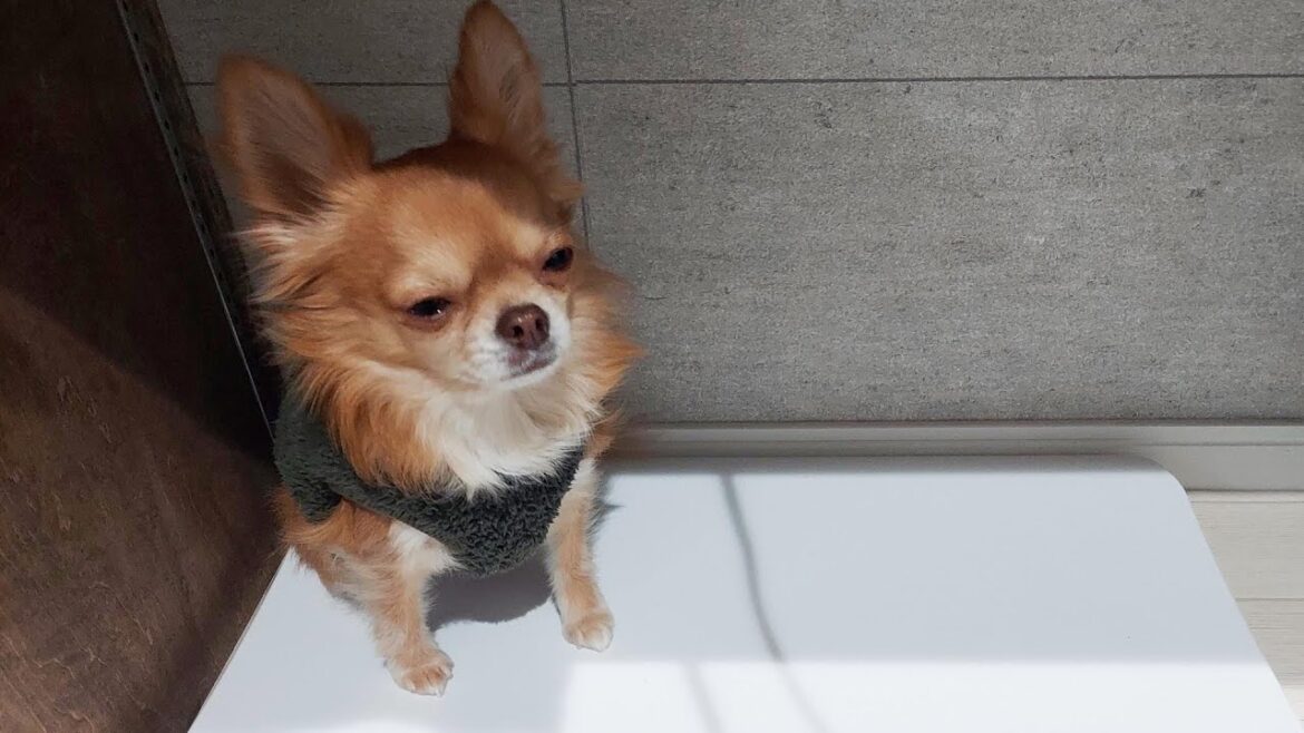 チワワ犬に対してやってはいけないことをやってしまってた結果