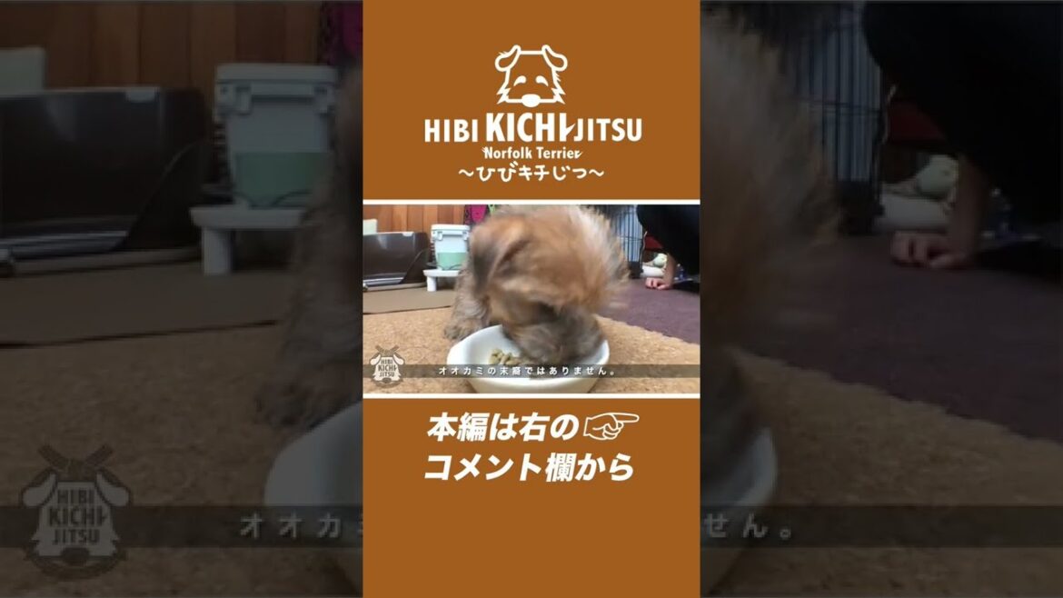 【狼みたいな食欲の子犬】#shorts #子犬 #ノーフォークテリア #norfolkterrier