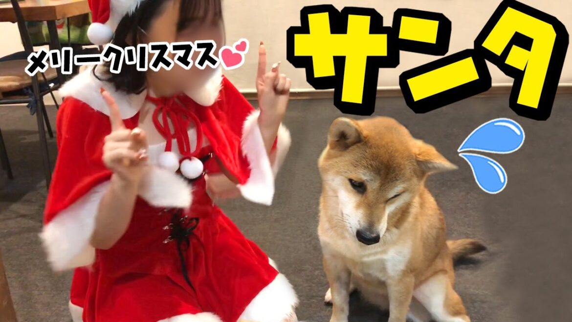 サンタ娘にドン引きが止まらない柴犬