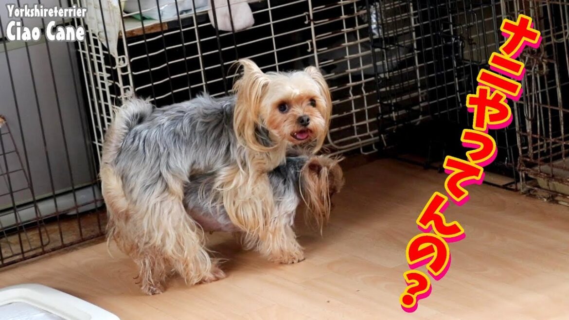 ただいまヒート中【ヨークシャーテリア専門犬舎チャオカーネ】