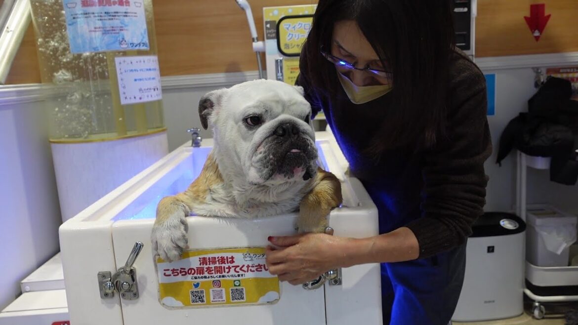 【こんぶる】愛するバァバに会いに行ったらそのままお風呂に連れていかれた時のブルドッグの嬉しいような悲しいような表情がこちらwww!