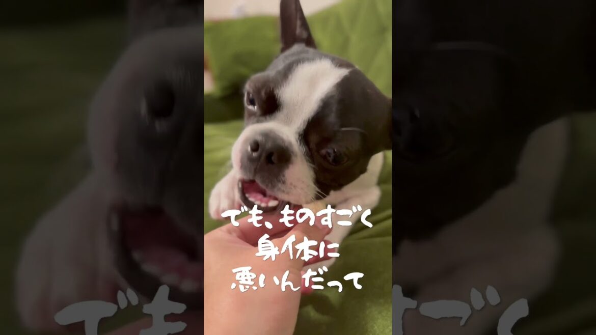 【#ボストンテリア】ボクからストレスが溜まってるあなたへオススメしたいもの#shorts