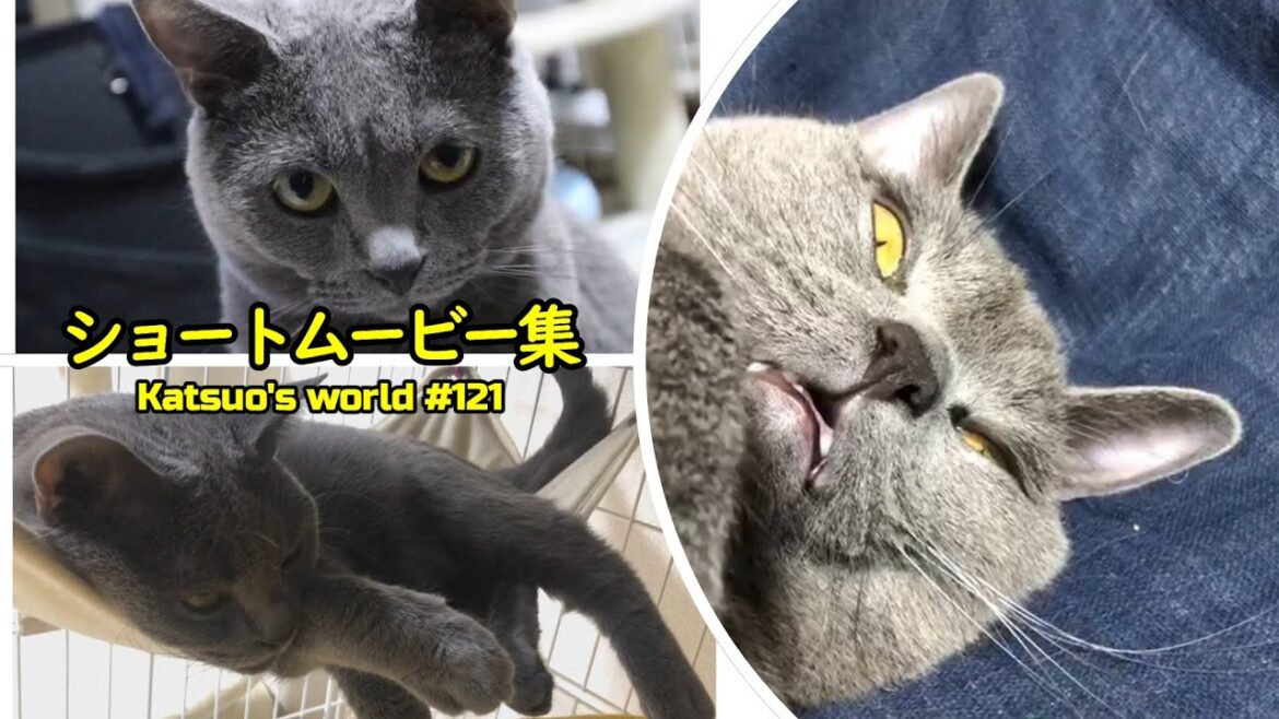 猫のカツオさんショートムービー集【シャルトリュー/cat】 猫のカツオさんショートムービー集【シャルトリュー/cat】