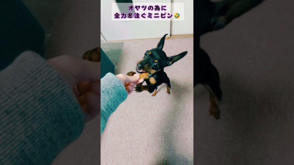 オヤツにつられて必死なミニピン🐶 #ミニチュアピンシャー #犬 #おやつ#必死 #かわいい #shorts