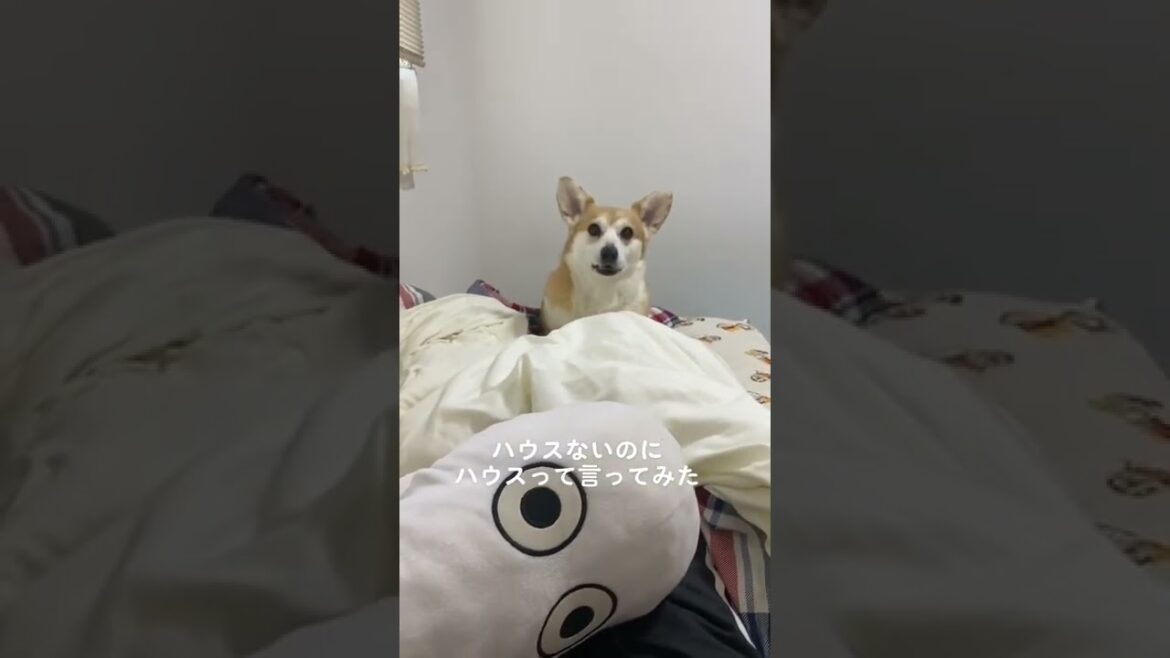 【検証】ハウスないのにハウスって言ってみた#short #shortvideo #コーギー #ドッキリ #corgi
