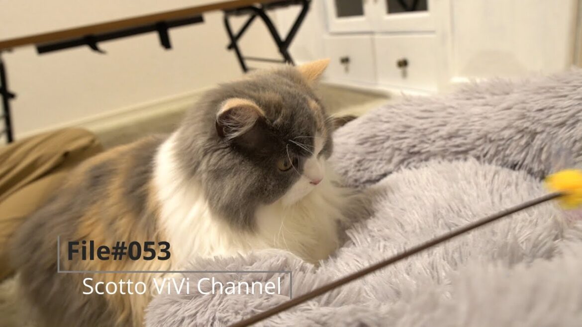 File#053〜おもちゃでめちゃくちゃはしゃぐ長毛スコティッシュフォールド〜 File#053〜おもちゃでめちゃくちゃはしゃぐ長毛スコティッシュフォールド〜