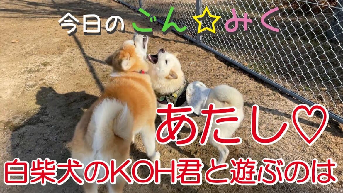 柴犬のKOH君と仲良しするのは あたし！　秋田犬【今日の ごん☆みく】